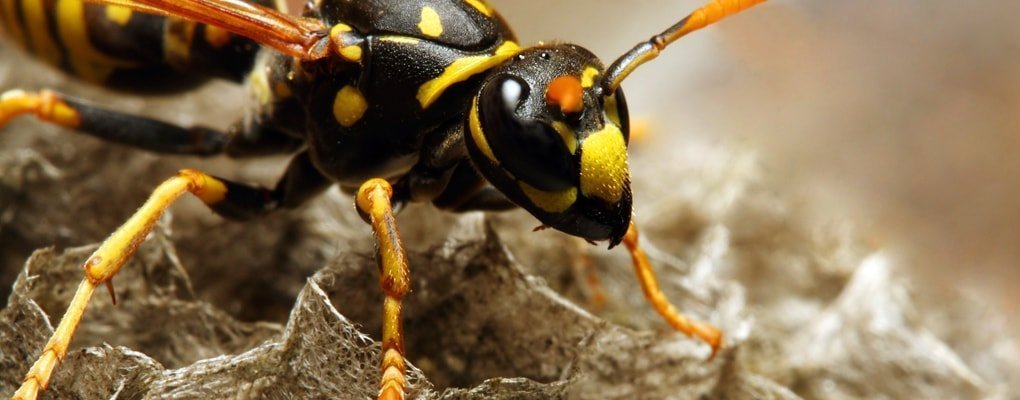 24 7 Fast Wasp Control Swindon 55 00 Wasp Removal Pestcatcher