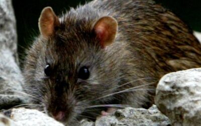 Rats call outs have been increasing during lockdown