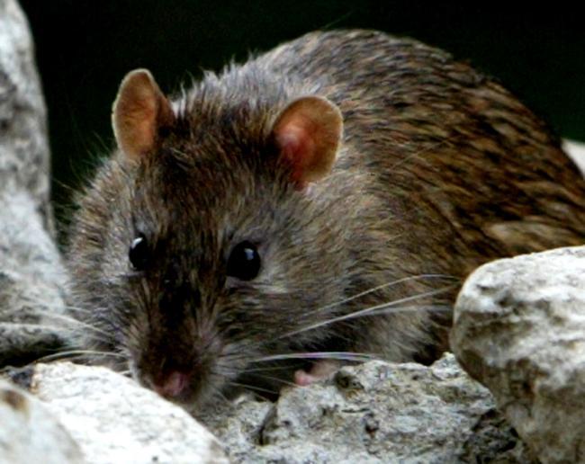 Rats call outs have been increasing during lockdown