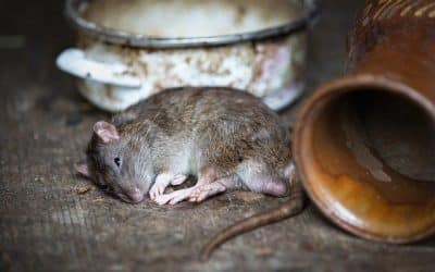 Steps to Prevent a Rodent Infestation in Your Home or Business