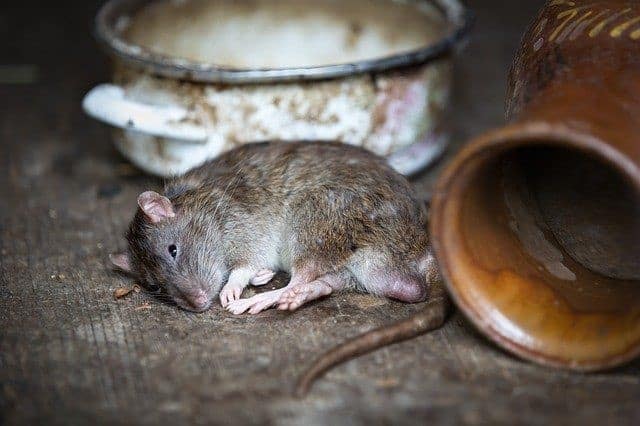 how to get rid of rats in house