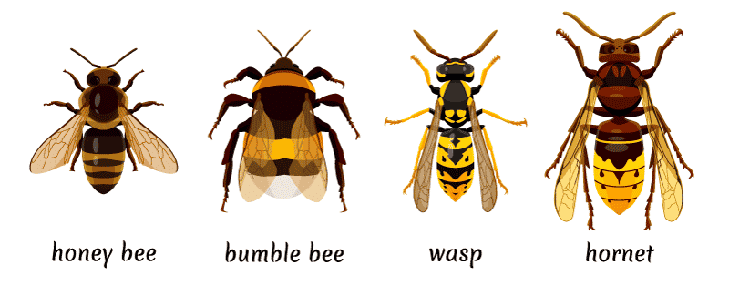 bee wasp hornet difference