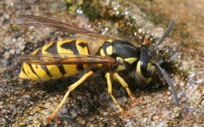 When does Wasp Season begin?