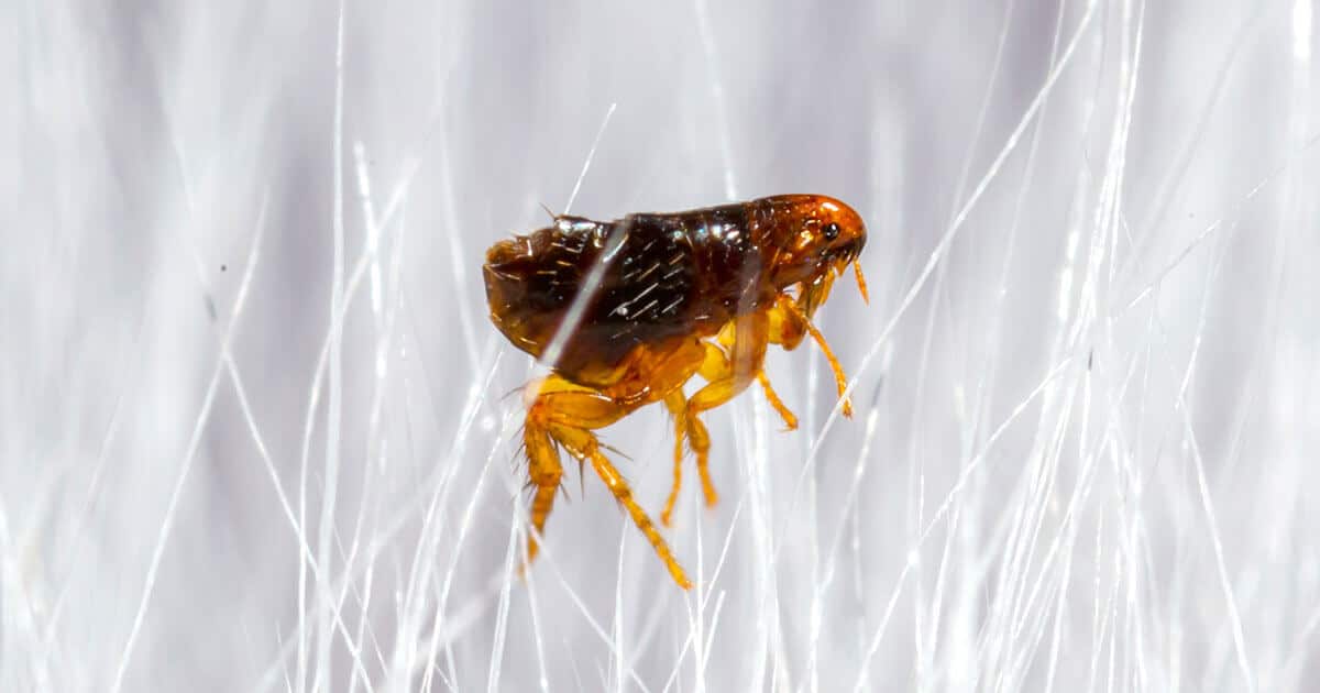 How to treat fleas and succeed within your home Pestcatcher Pest