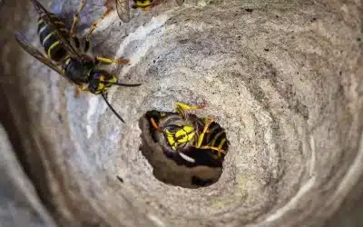 How to Spot a Wasp Nest on Roofs in Summer – A Comprehensive Guide